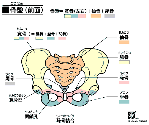 骨盤の構造を知ろう!~妊娠による骨盤の歪み~ | 名古屋 栄 タイコ接骨院